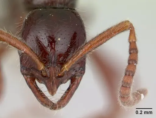 Leptogenys toxeres specimen