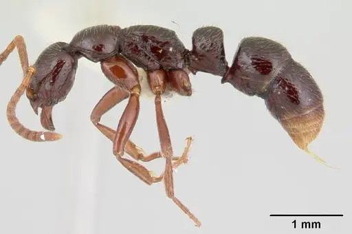 Leptogenys toxeres specimen