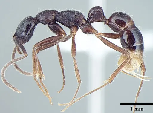 Leptogenys transitionis specimen