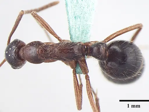 Leptogenys transitionis - ANTWEB1008006