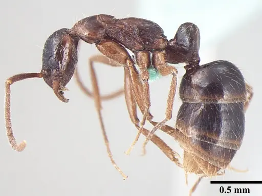 Leptogenys transitionis - ANTWEB1008006