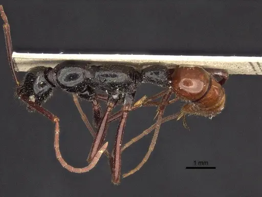 Leptogenys triloba specimen