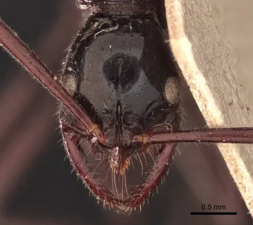 Leptogenys triloba specimen