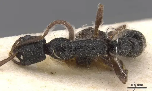 Leptogenys trilobata specimen