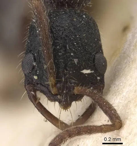 Leptogenys trilobata specimen