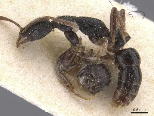 Leptogenys trilobata specimen