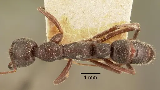 Leptogenys truncatirostris specimen