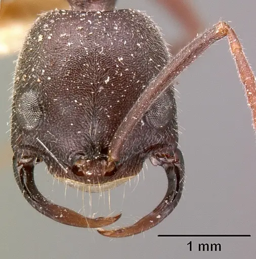 Leptogenys truncatirostris specimen