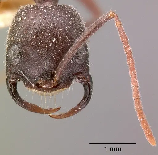 Leptogenys truncatirostris specimen