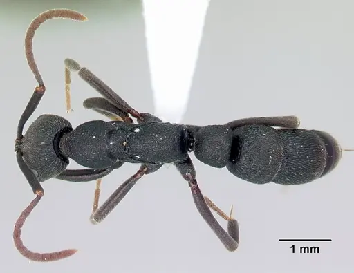 Leptogenys tsingy specimen