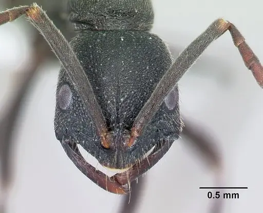 Leptogenys tsingy specimen