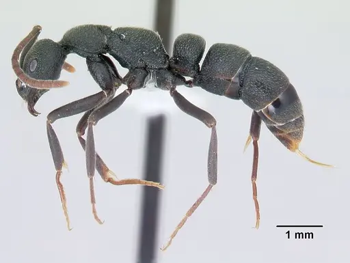 Leptogenys tsingy specimen