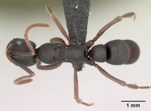 Leptogenys tsingy - CASENT0493181