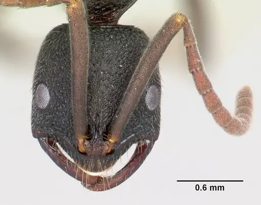 Leptogenys tsingy - CASENT0493181