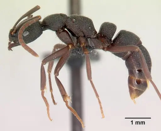 Leptogenys tsingy - CASENT0493181