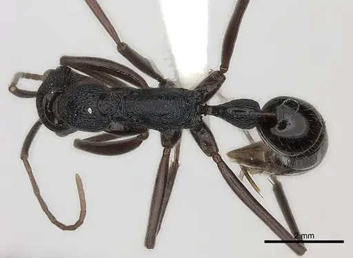 Leptogenys turneri specimen
