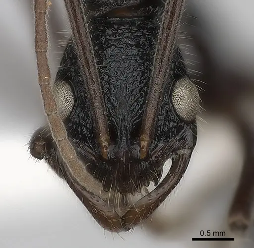 Leptogenys turneri specimen