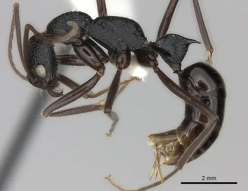 Leptogenys turneri specimen