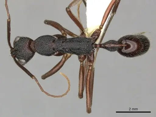 Leptogenys turneri - CASENT0270582