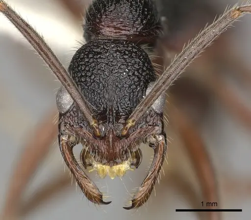 Leptogenys turneri - CASENT0270582