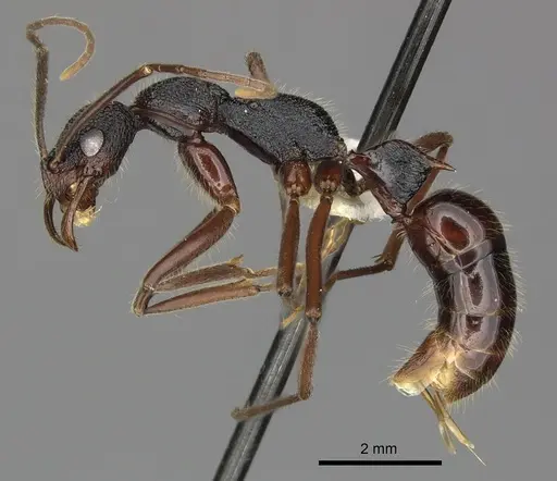 Leptogenys turneri - CASENT0270582