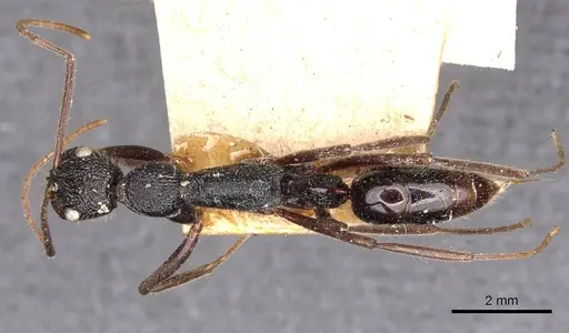 Leptogenys turneri - CASENT0907350