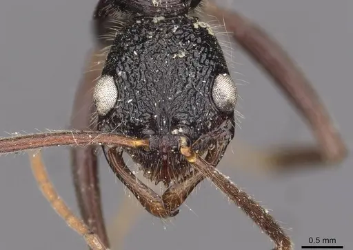 Leptogenys turneri - CASENT0907350