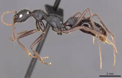 Leptogenys turneri - CASENT0907350