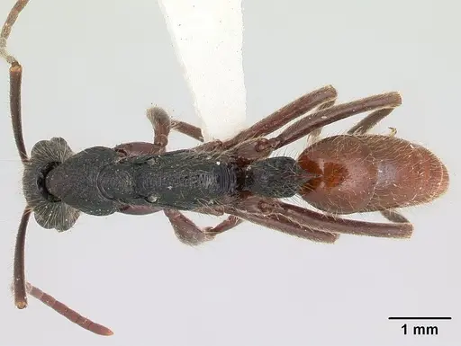 Leptogenys unistimulosa specimen