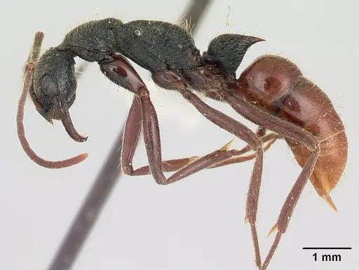 Leptogenys unistimulosa specimen