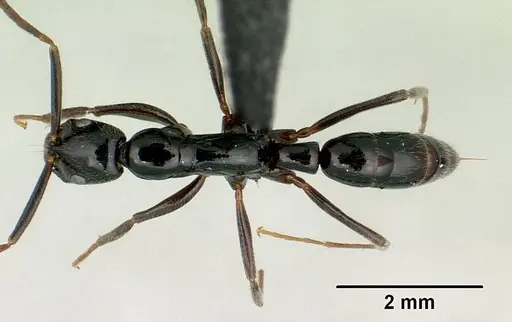 Leptogenys variabilis specimen