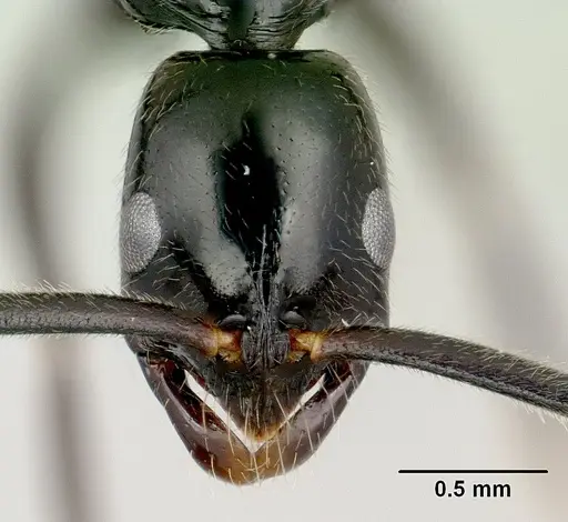 Leptogenys variabilis specimen