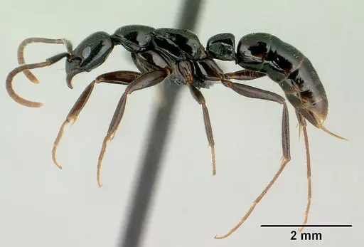 Leptogenys variabilis specimen