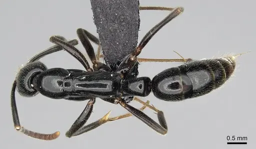 Leptogenys variabilis - CASENT0486515