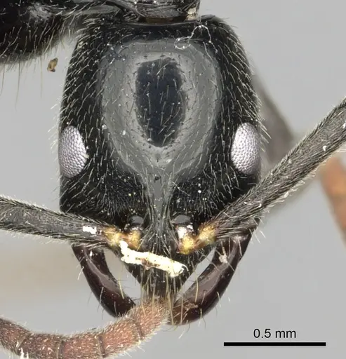 Leptogenys variabilis - CASENT0486515