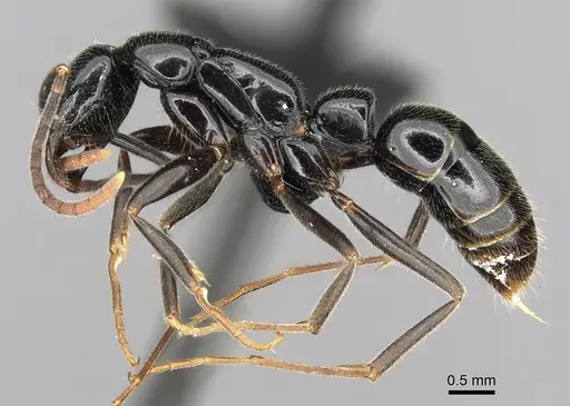 Leptogenys variabilis - CASENT0486515