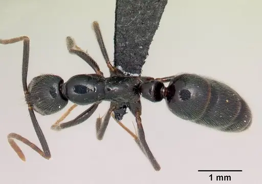 Leptogenys variabilis - CASENT0498364