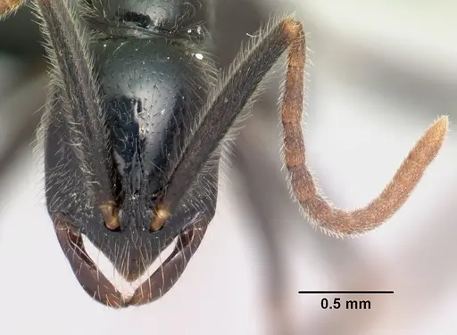 Leptogenys variabilis - CASENT0498364