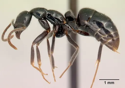 Leptogenys variabilis - CASENT0498364