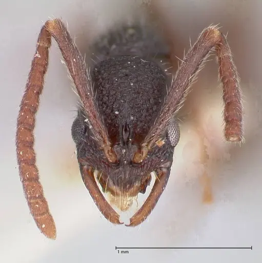 Leptogenys varicosa specimen