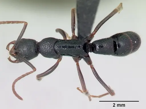 Leptogenys vatovavy specimen