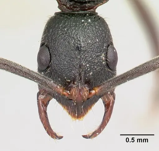 Leptogenys vatovavy specimen