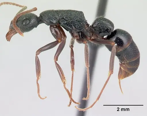 Leptogenys vatovavy specimen