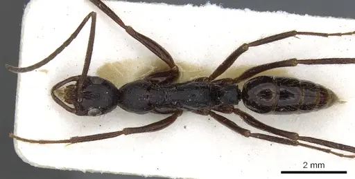Leptogenys vindicis specimen