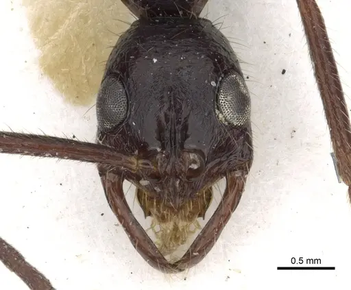 Leptogenys vindicis specimen