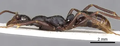 Leptogenys vindicis specimen