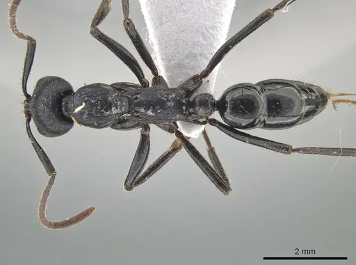 Leptogenys violacea specimen