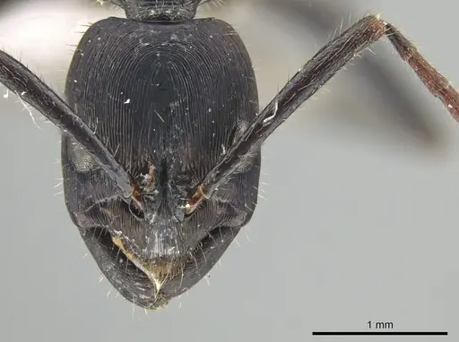 Leptogenys violacea specimen