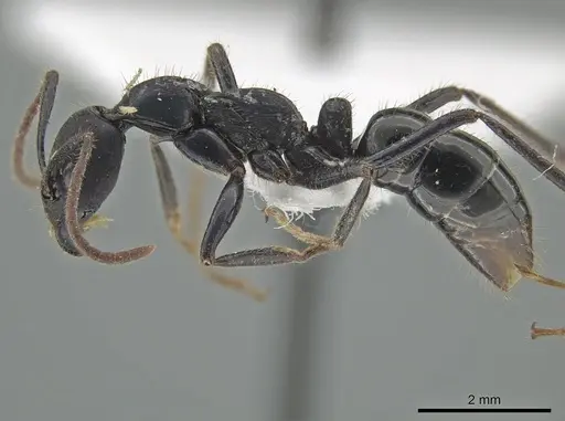 Leptogenys violacea specimen