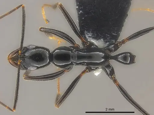 Leptogenys vitiensis specimen